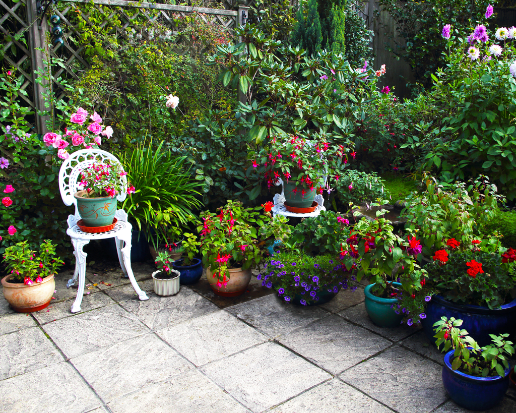 Stop pot plants from drying out with gardening expert David Domoney's