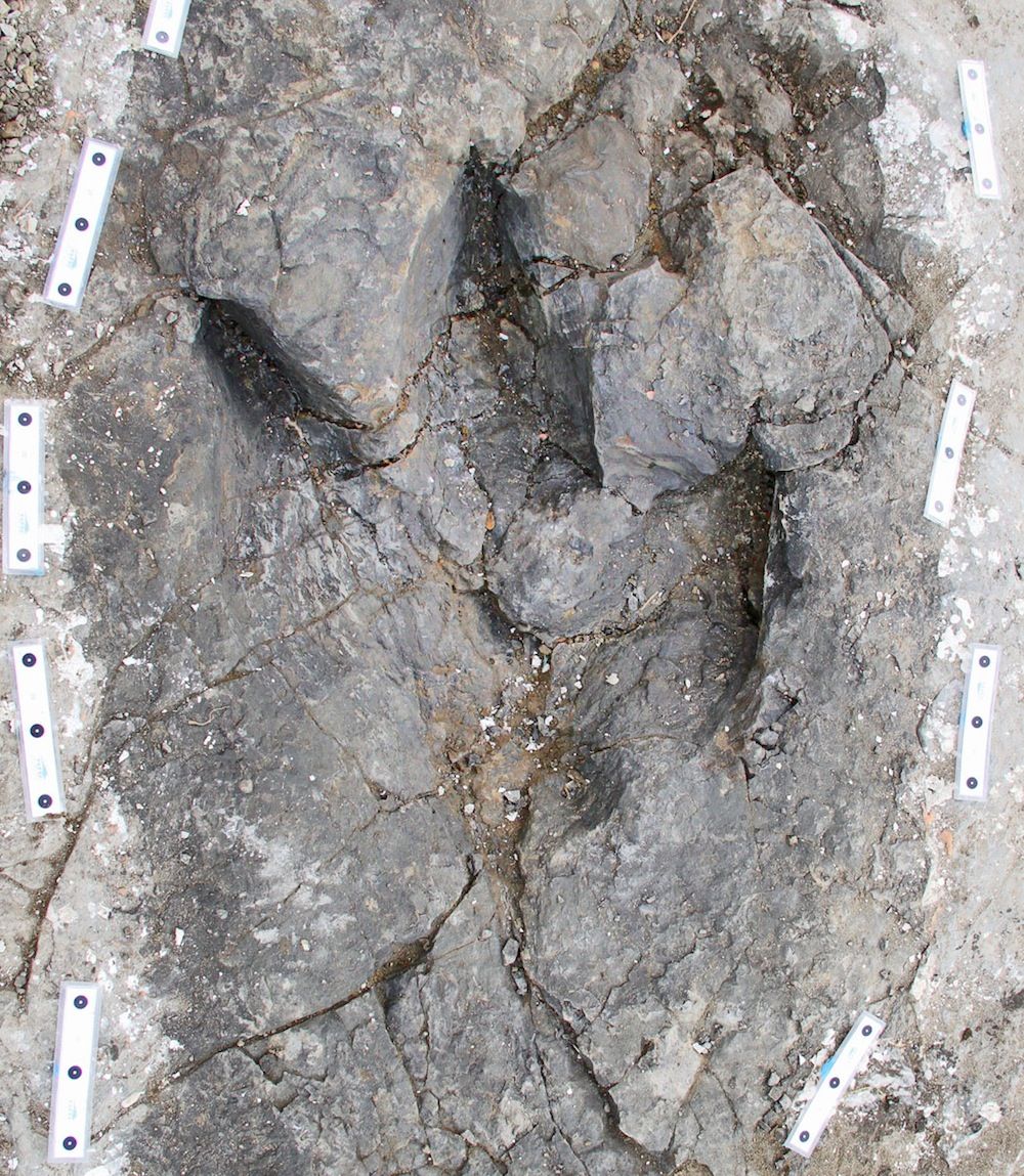 tyrannosaur track mark