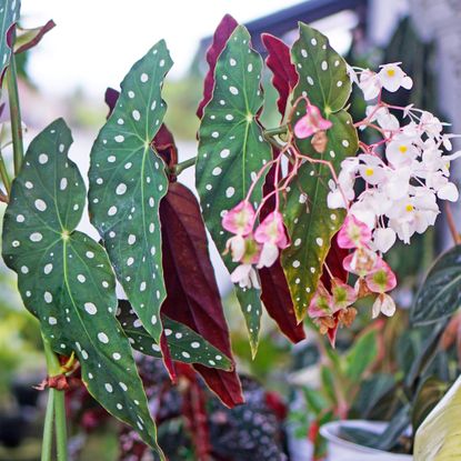 Polka dot begona maculata with pink flowers