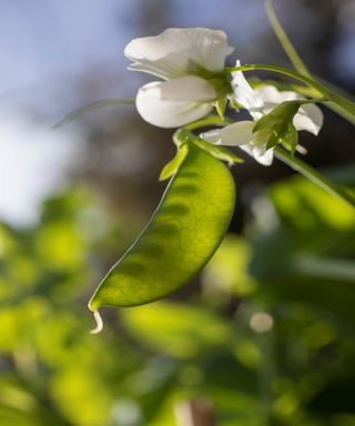 An unripe green sweet pea pod and white sweet pea flower