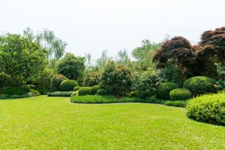 A large backyard with healthy green grass and shrubs in the border