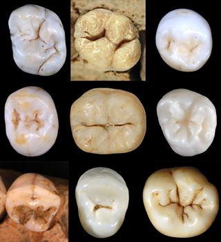 In all, researcher Aida Gómez-Robles examined 931 teeth belonging to a minimum of 122 individuals.