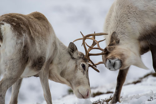 reindeer in snow