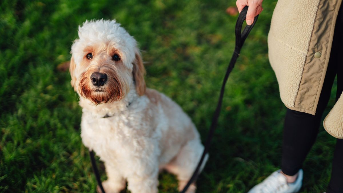 Does your dog get overexcited by strangers? You need to try this