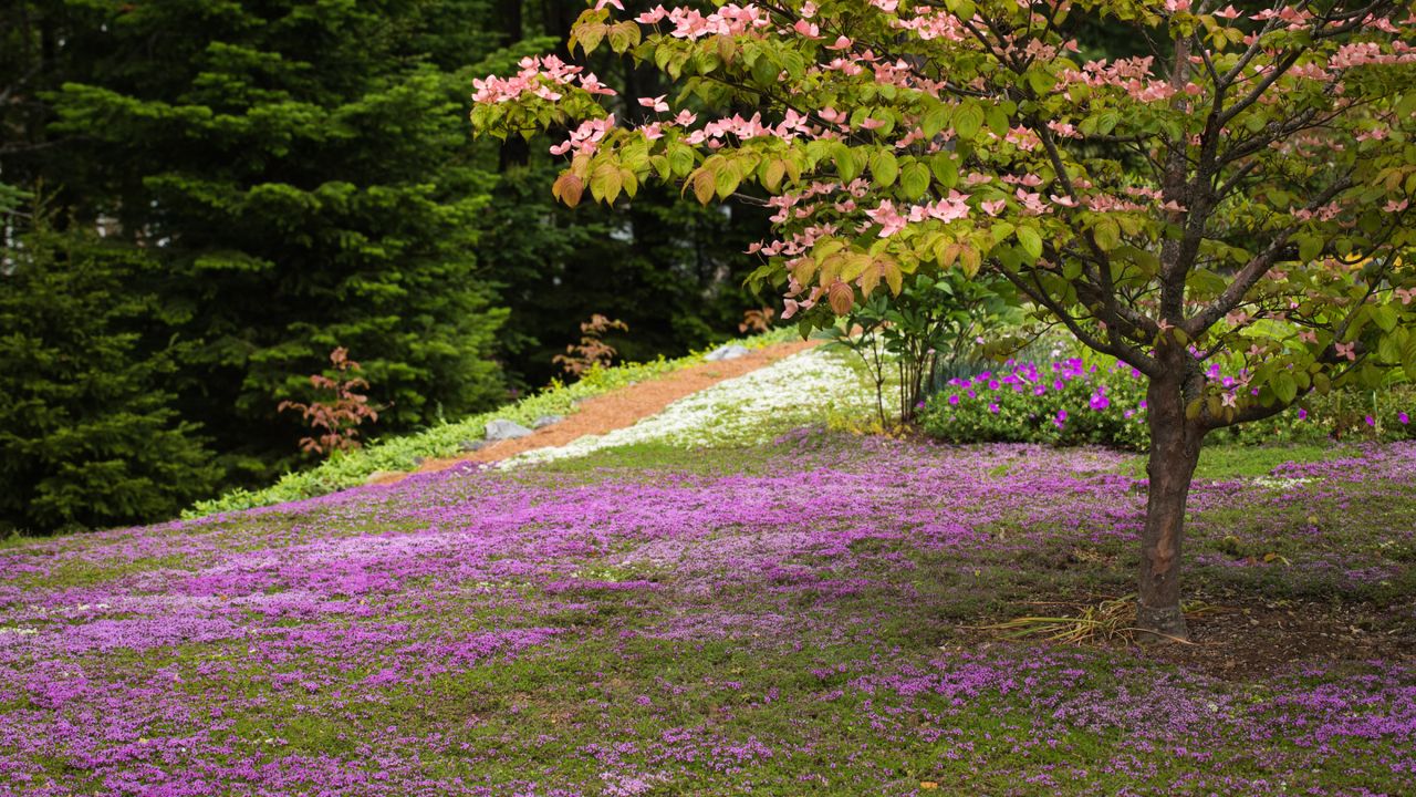 Creeping thyme lawn growing under tree