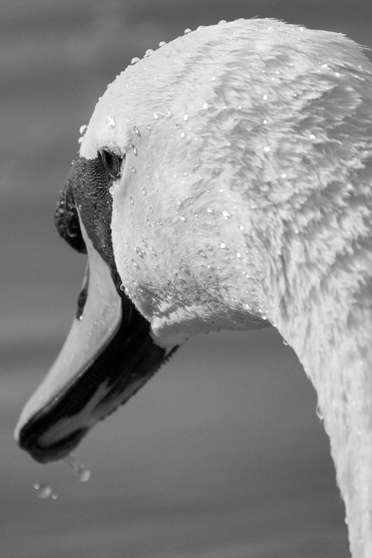 A photo taken on a Sony RX10 V bridge camera