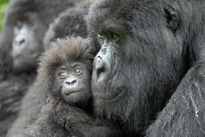 A female gorilla and a 4-month-old baby named Kabila (after the president of the Democratic Republic of the Congo).