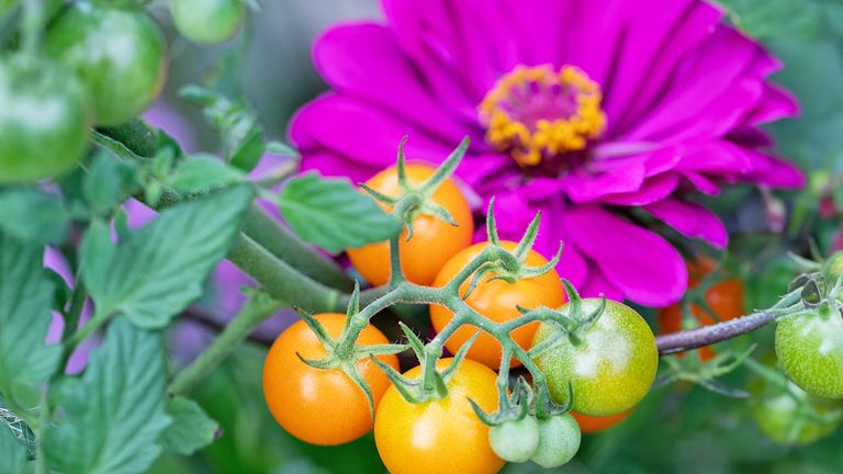 8 Tomato Companion Flowers That Boost Yields & Banish Pests | Gardening ...