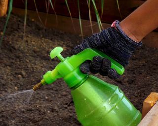 Gardener Spraying Mixture Of Neem Oil And Water Pesticide In Vegetable Garden