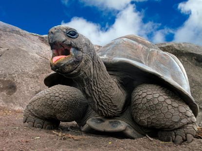 On the Galapagos Islands, giant tortoises make a huge comeback