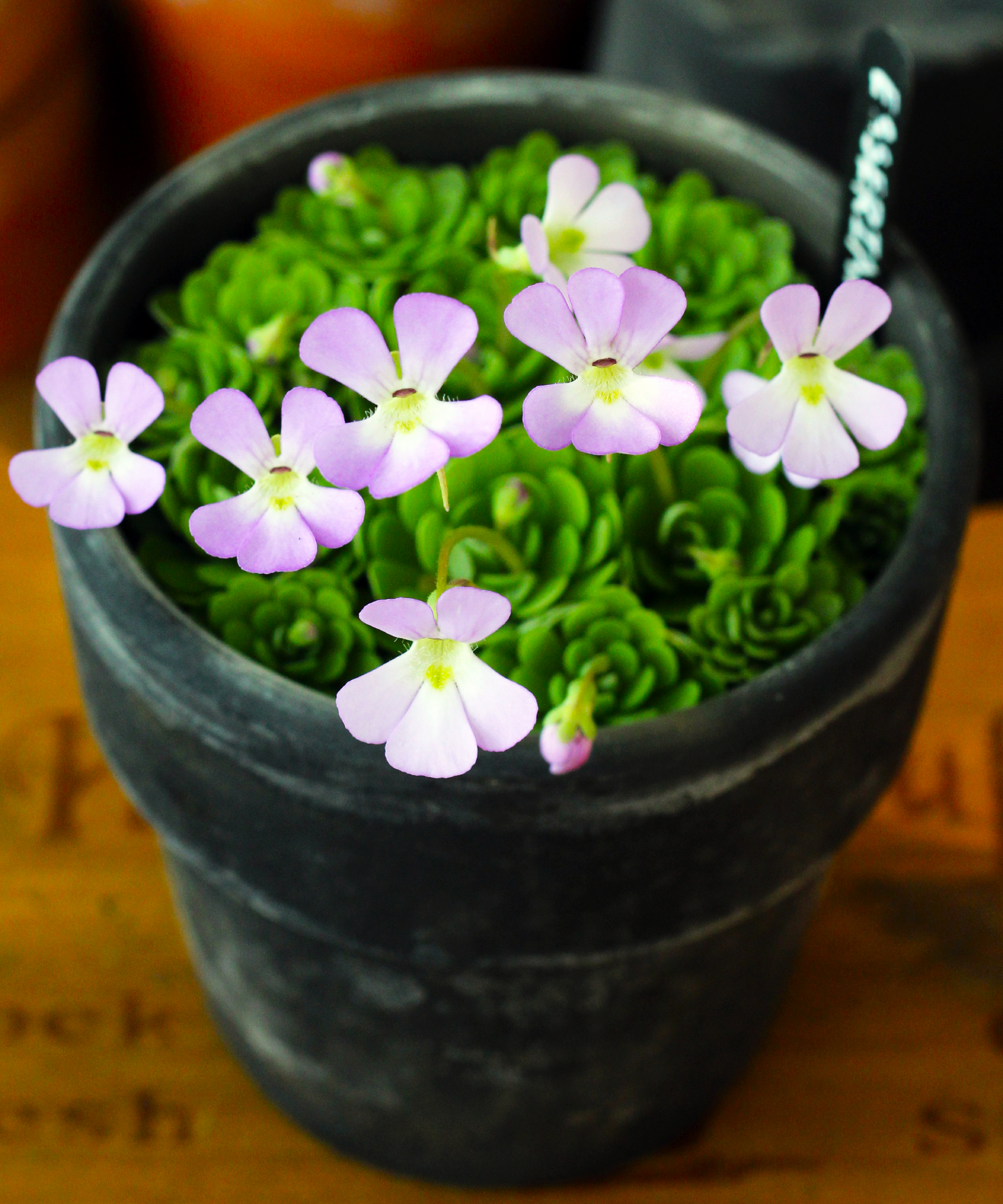 Insectivorous plant in a flowerpot on a wooden table.Pinguicula Esseriana flower mexican butterwort