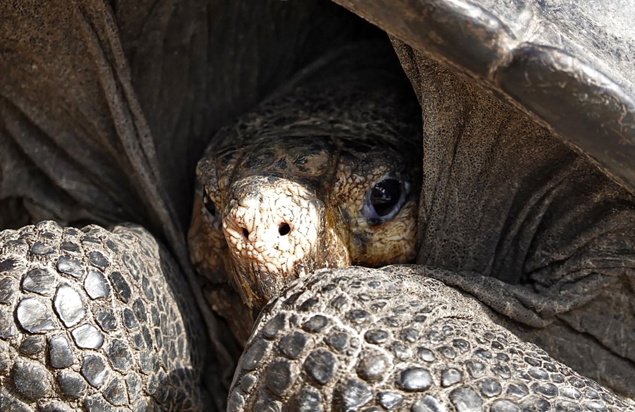 A tortoise.