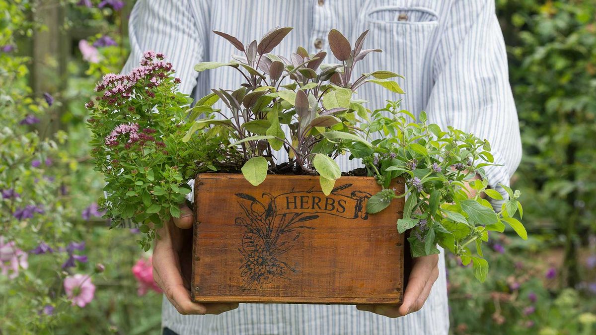 What is the best potting soil for herbs? Top tips Homes & Gardens