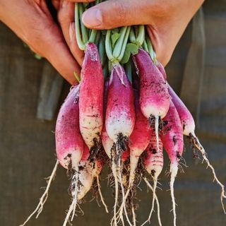 Radish, French Breakfast 