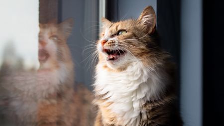 A cat opens its mouth and looks out a window