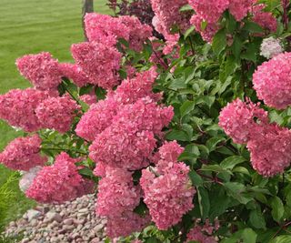 pink panicle hydrangea bush flowering in garden