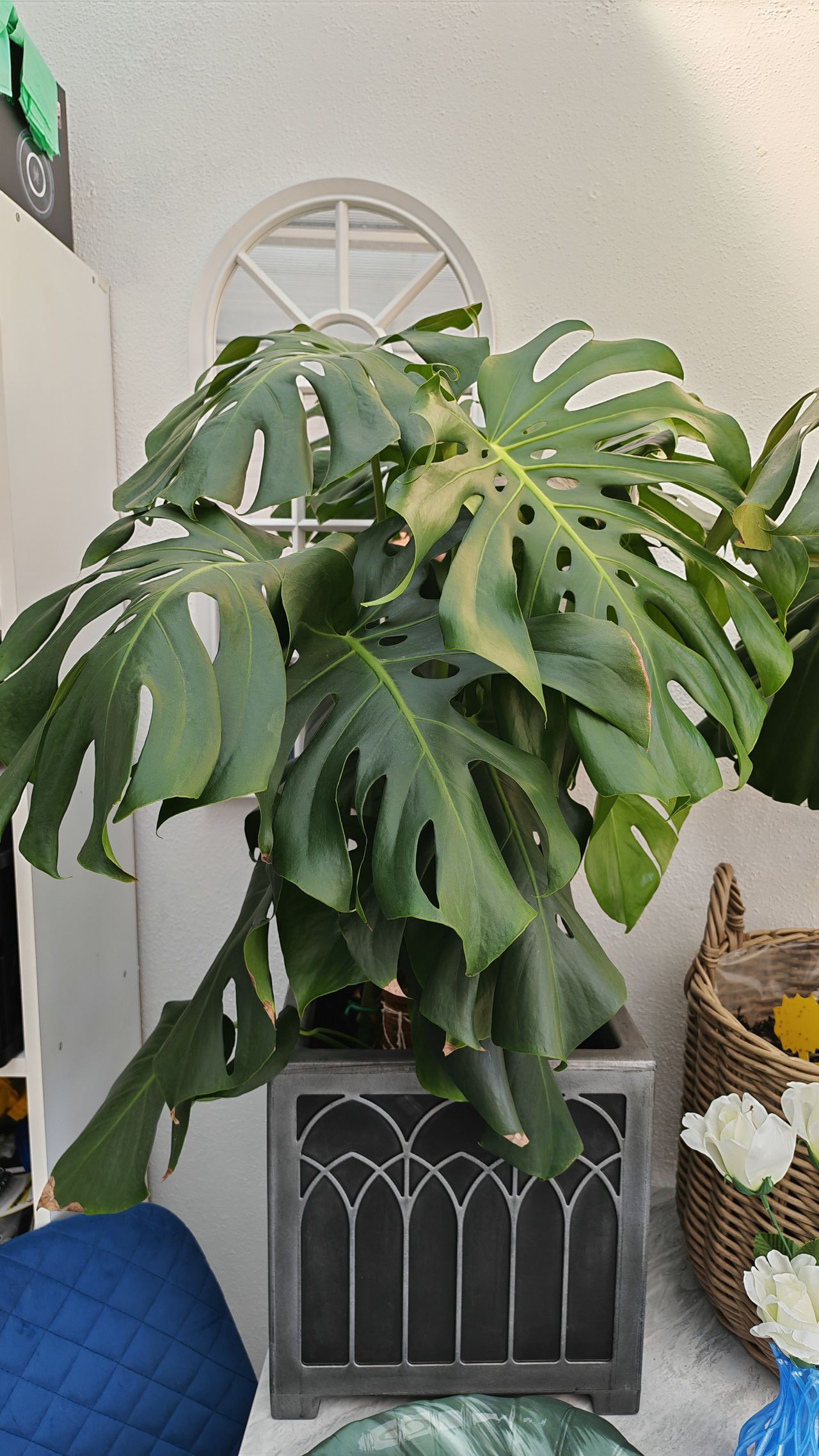 Honor 400 Pro sample images
