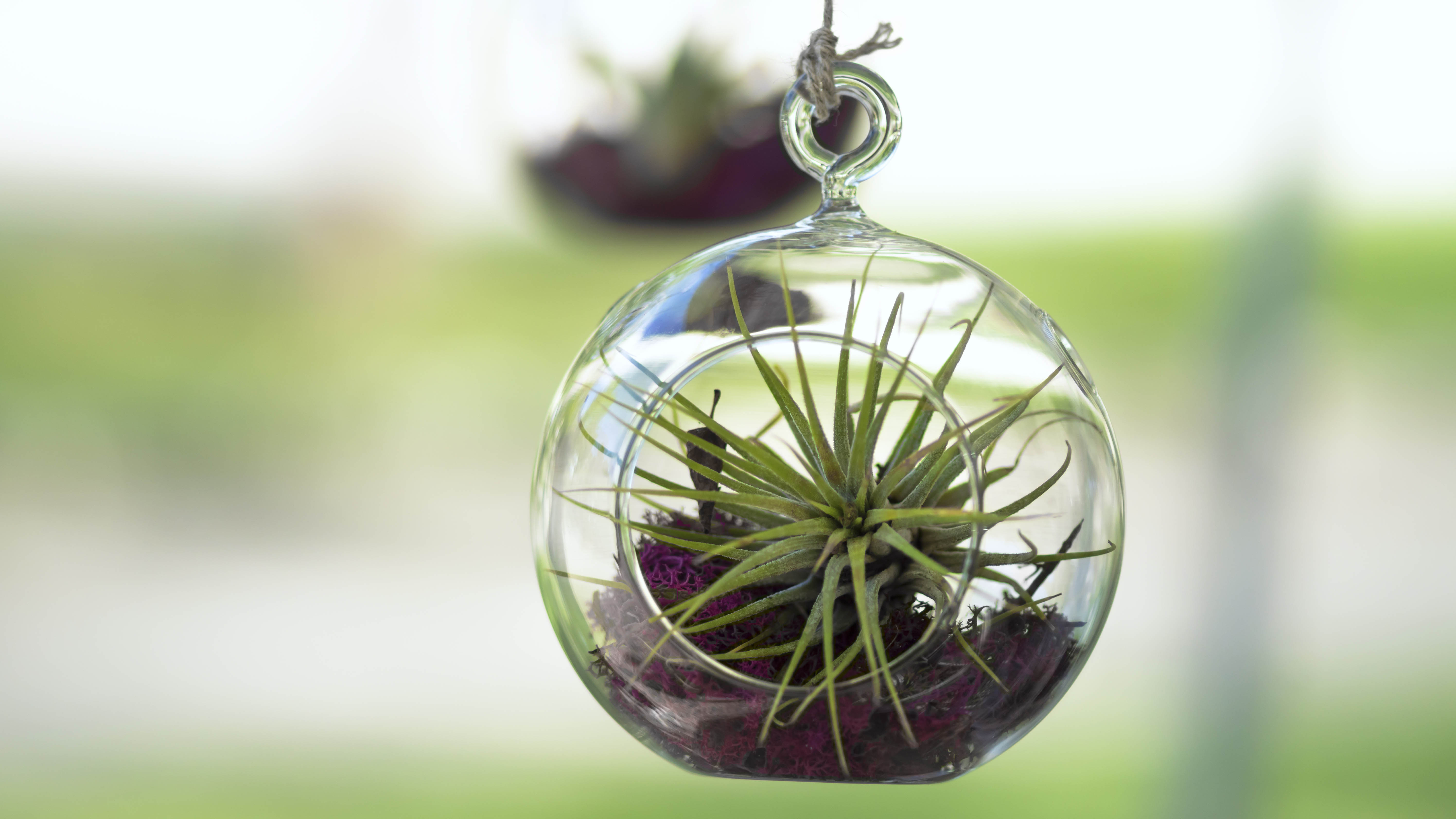 Air plants in terrariums hanging in the air