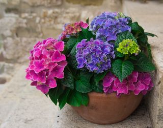 A planter with hydrangea flowers