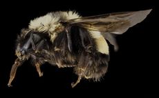 Here, a rusty patched bumblebee (<em>Bombus affinis</em>) from Sky Meadows State Park at the edge of the Blue Ridge in northern Virginia.