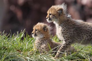 cheetah cubs