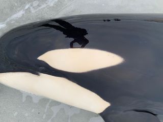 A close-up shot of the stranded orca.
