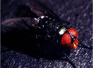 screwworm-fly