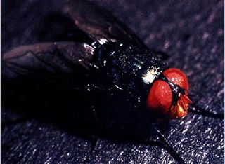 The screwworm fly, Cochliomyia hominivorax.