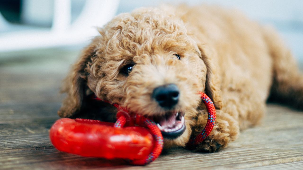 Puppy playing with chew toy