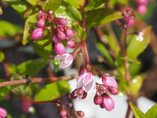 close up Deutzia x rosea Yuki Cherry Blossom shrub