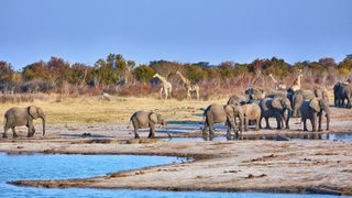 Elephants sipping from a watering hole