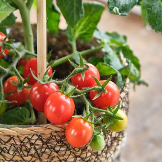 Dobbies Pick N Joy tomato plant