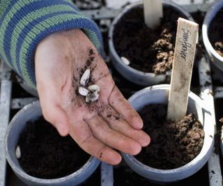 A hand holds three sunflower seeds over a pot labelled sunflower