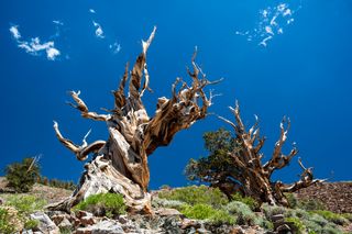 the oldest bristlecone pine tree in world