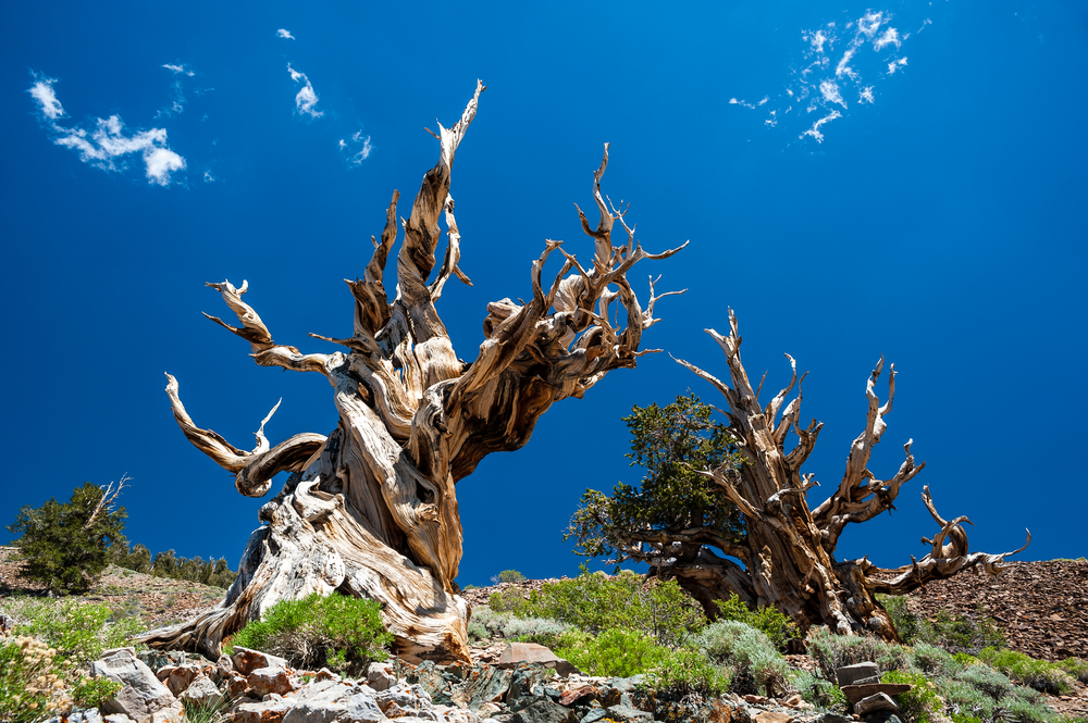 Climate Change Could Kill The World s Oldest Trees Live Science