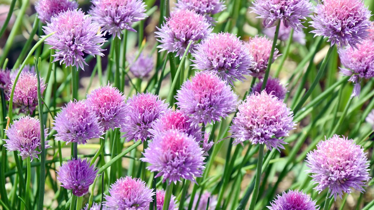 Pink flowering Allium Schoenoprasum ready to harvest