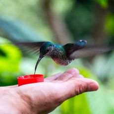 woman hand feeding hummingbird