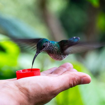 woman hand feeding hummingbird