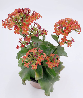 Flaming Katy plant in a white pot