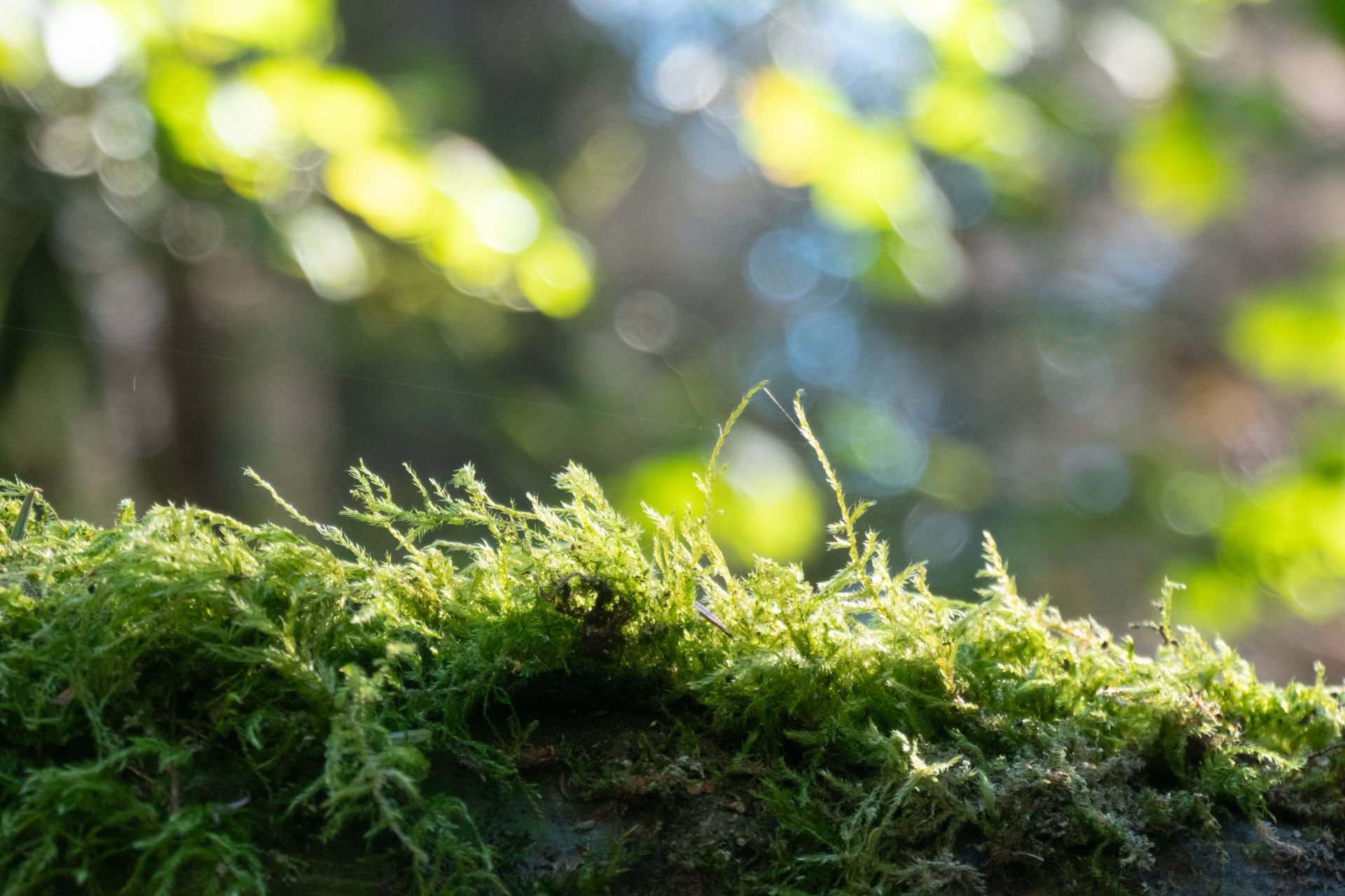 Moss thriving in a dappled woodland setting