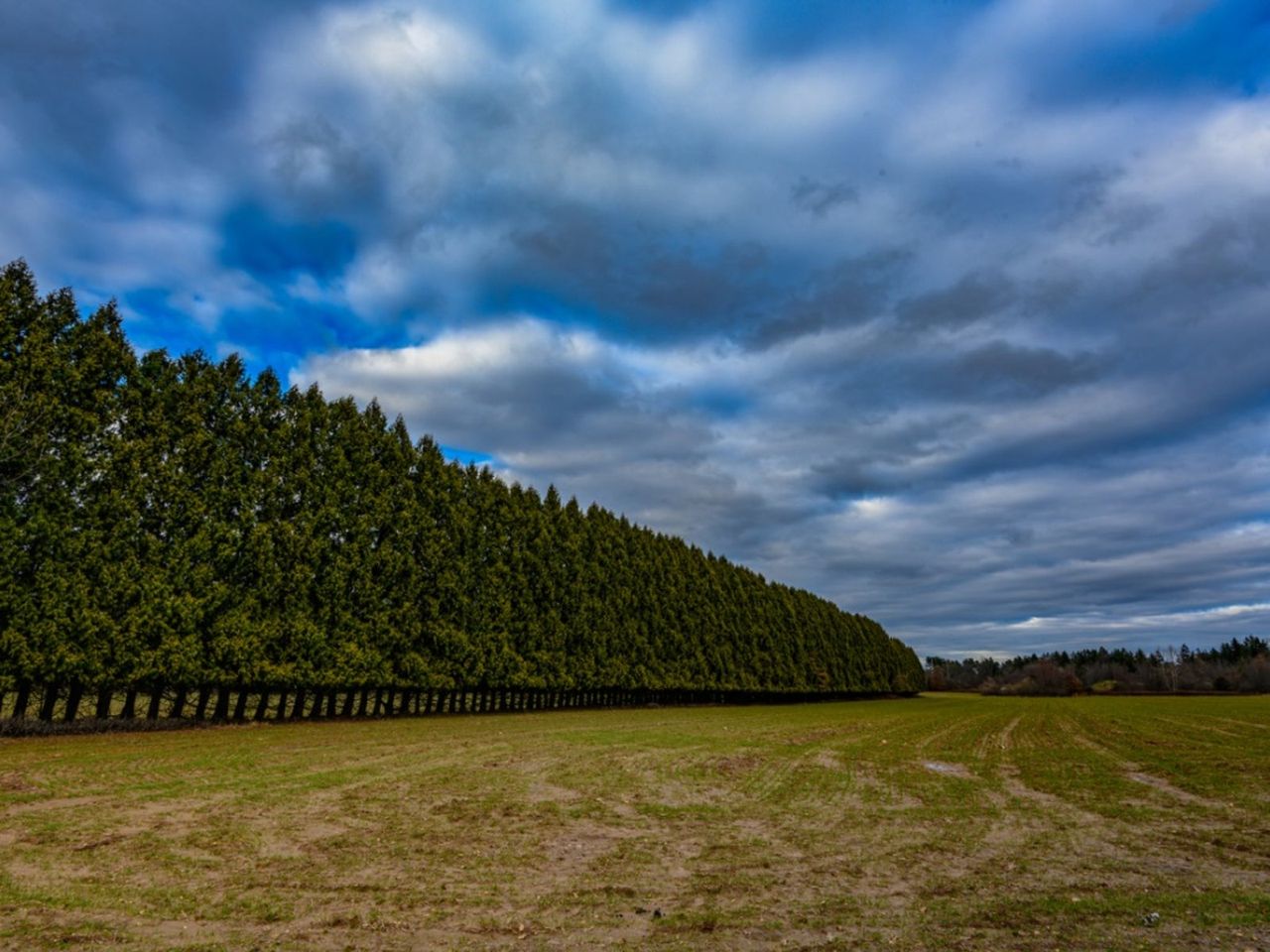 Natural Windbreak In The Landscape