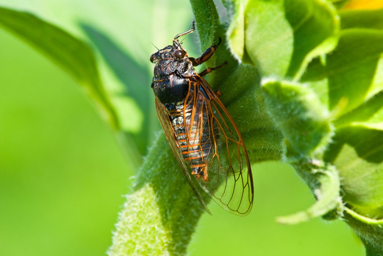 Cicada.