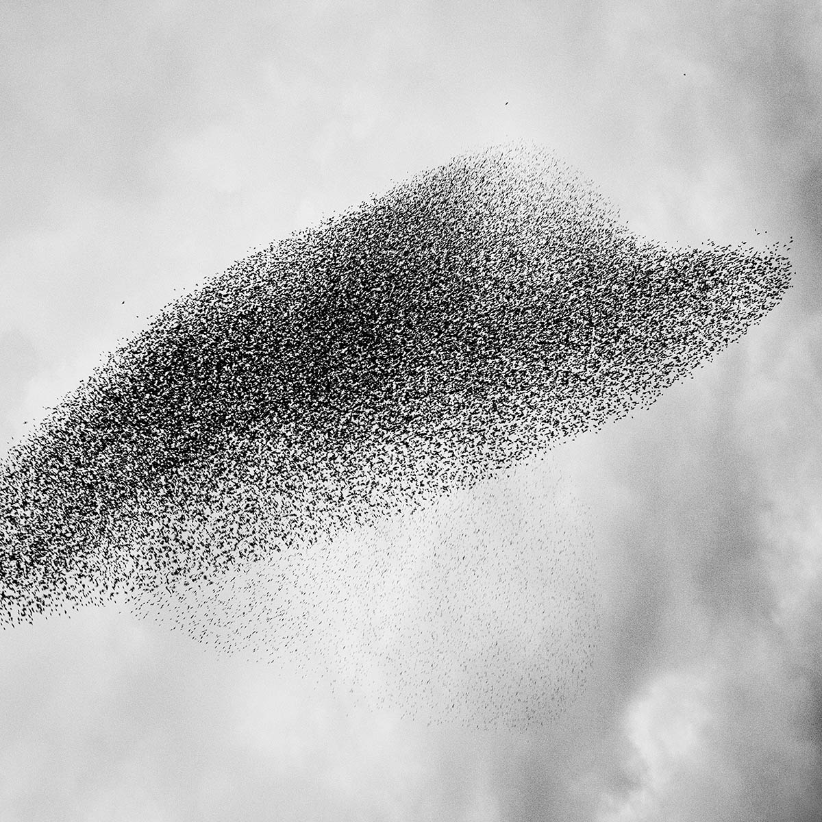 A murmuration of starlings in the sky