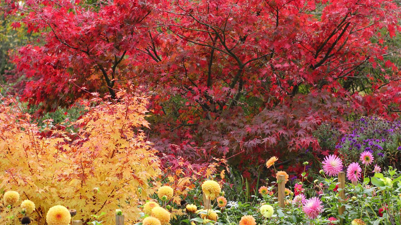 Autumn garden border with red leaves of Acer palmatum Matsukaze tree, yellow foliage of Acer palmatum Sango kaku and dahlia flowers