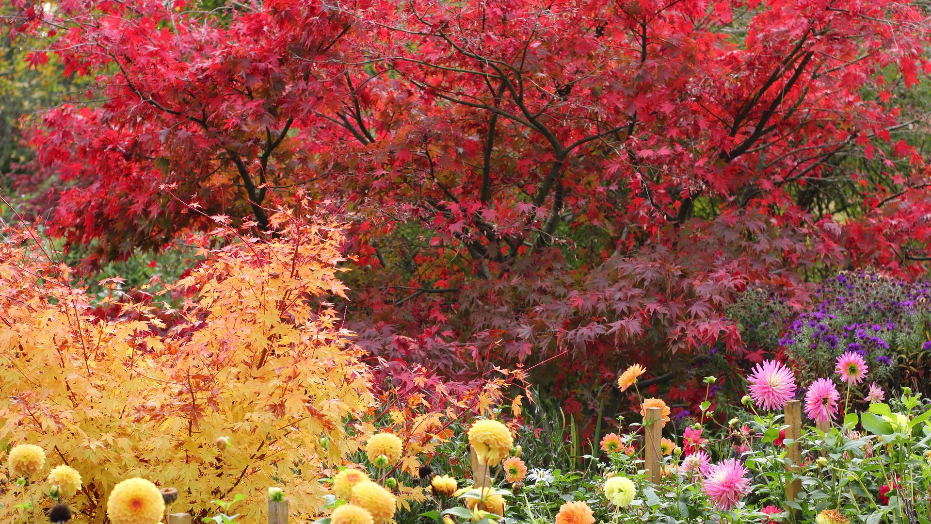 Best trees for fall color create unbeatable autumn interest Gardeningetc