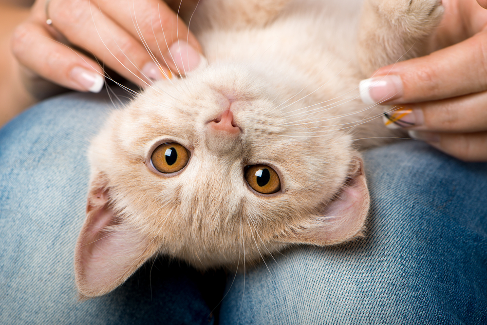 Cats Care About People More Than Food, New Study Finds