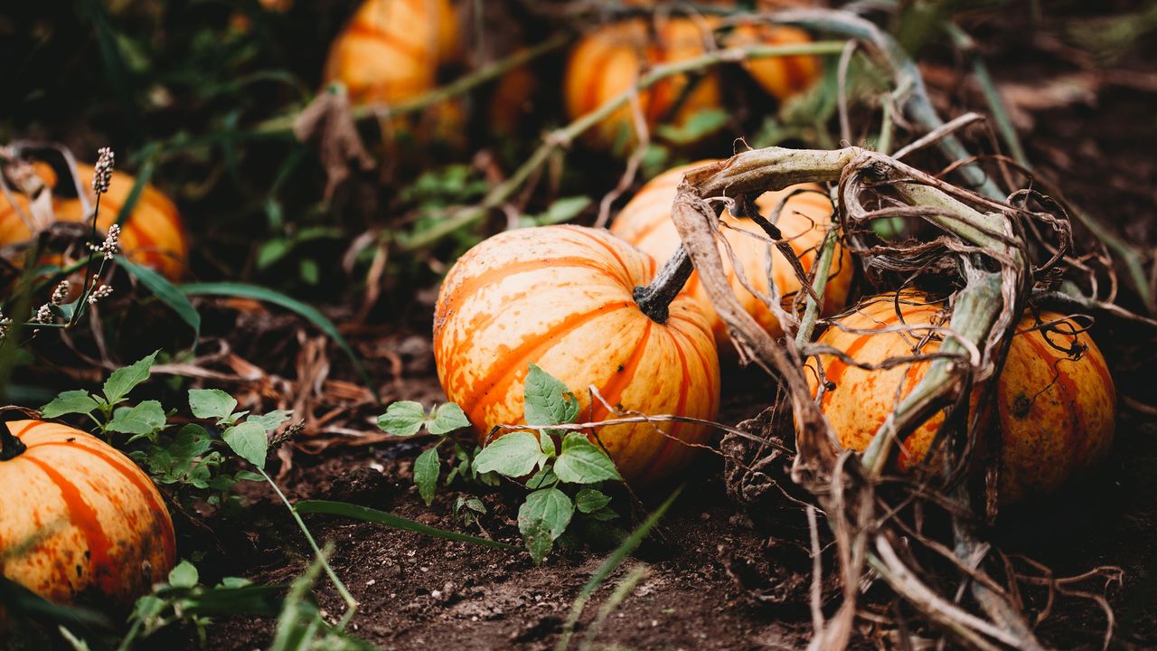 Pumpkins growing in a patch