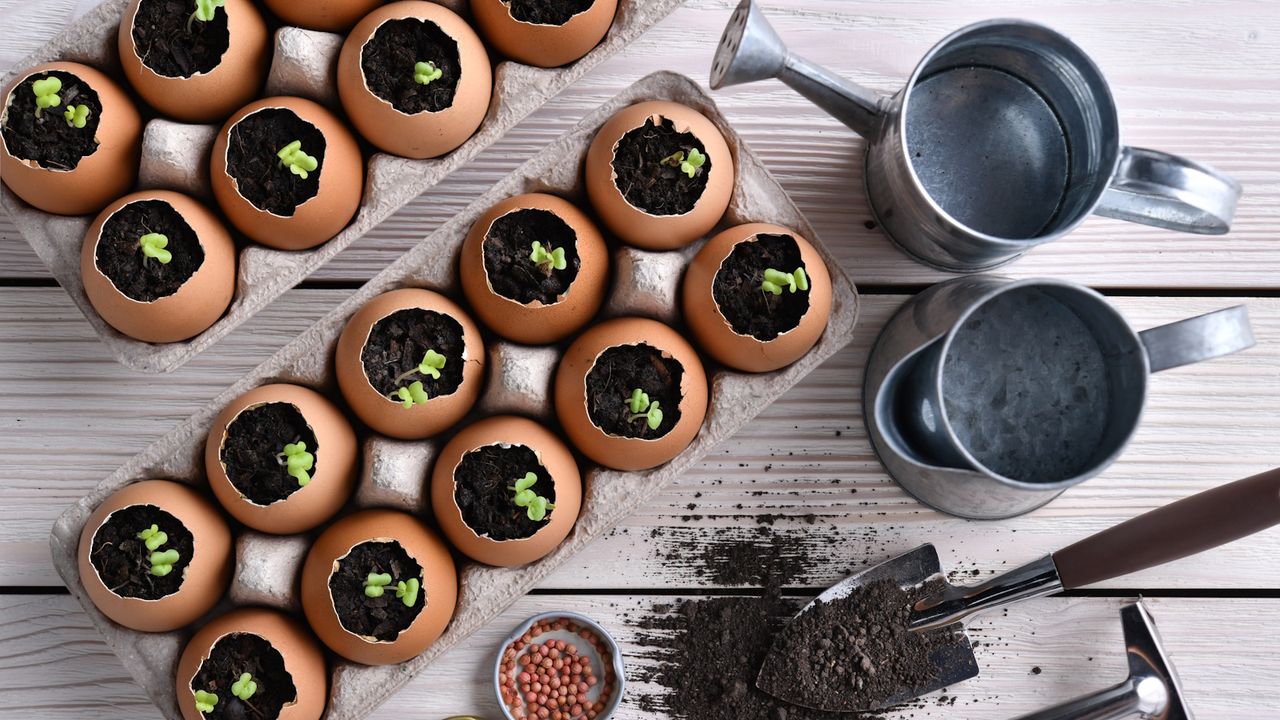 Seedlings sprouting from eggshells