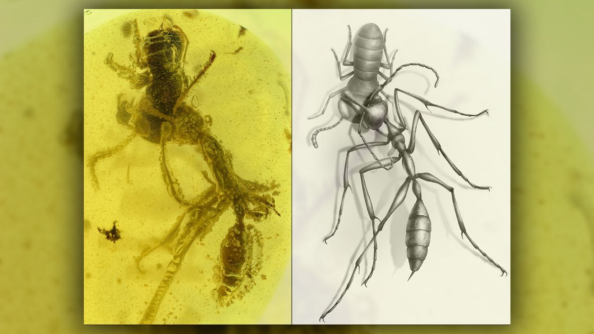 Photomicrograph from top view of the hell ant, Ceratomyrmex ellenbergeri, restraining its prey, an extinct cockroach relative called Caputoraptor elegans, preserved in amber.