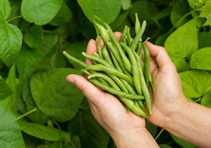 Hands Holding Tendercrop Green Beans